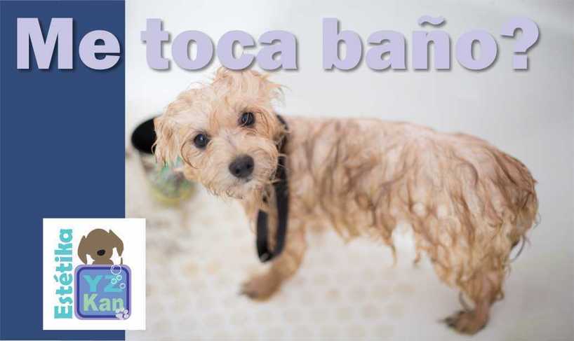 baño perro estetica canina