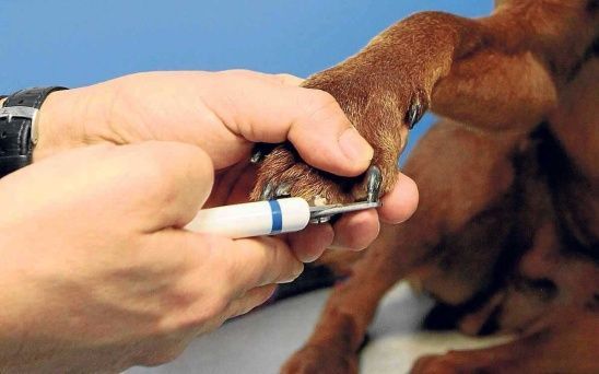 Corte de Uñas Perro Chico / Perro grande