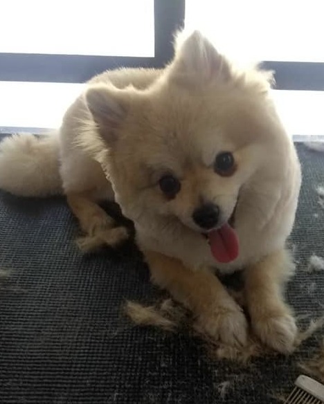 Baño, corte de pelo, exprimida de glandulas anales, limpieza de oidos, corte de uñas y limada de uñas.  Perro chico / perro Grande/ San Bernardo